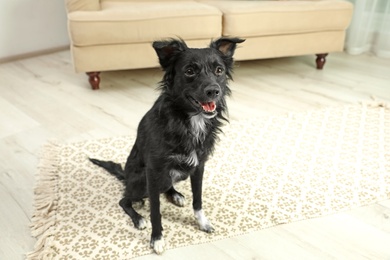 Cute black dog sitting on floor in room