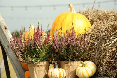 Photo of Beautiful heather flowers in pots, pumpkins and hay outdoors