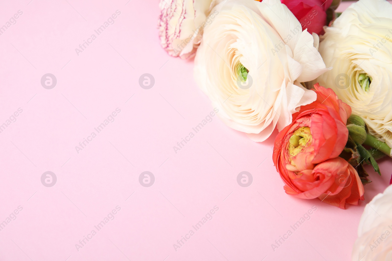 Photo of Beautiful ranunculus flowers on color background, closeup view. Space for text