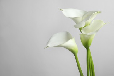 Beautiful calla lily flowers on white background. Space for text