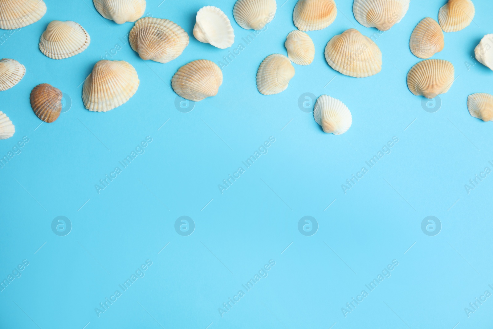 Photo of Different beautiful sea shells on light blue background, flat lay. Space for text