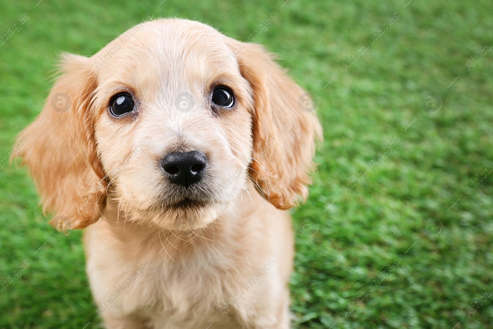 Photo of Cute English Cocker Spaniel puppy on green grass. Space for text