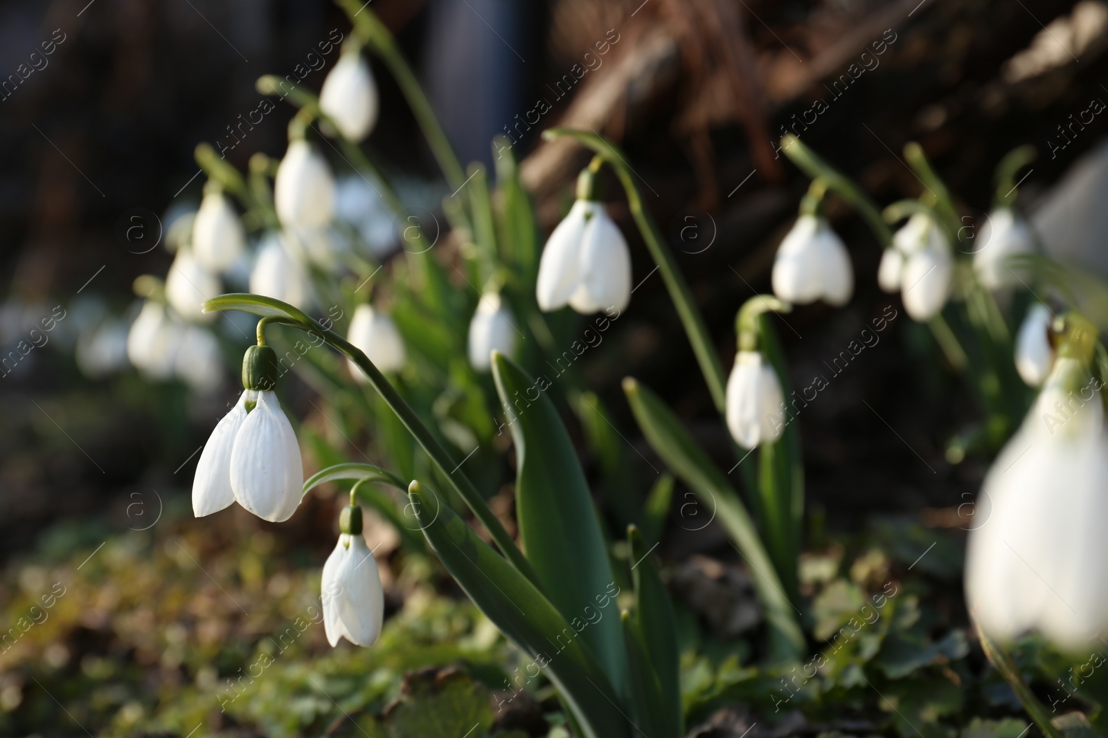 Photo of Beautiful blooming snowdrops growing outdoors. Spring flowers