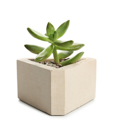 Photo of Succulent plant in concrete pot isolated on white