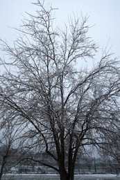 Photo of Beautiful big tree outdoors on winter day