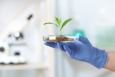 Photo of Scientist holding Petri dish with green plant in laboratory, closeup. Space for text