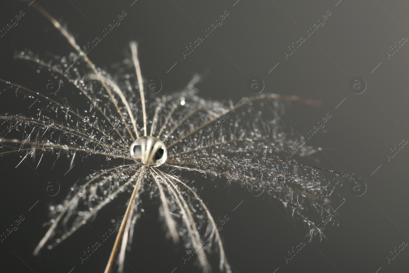 Photo of Dandelion seed with dew drop on grey background, close up