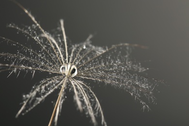 Photo of Dandelion seed with dew drop on grey background, close up