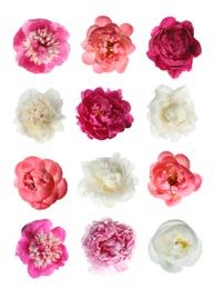 Image of Set of different beautiful peony flowers on white background