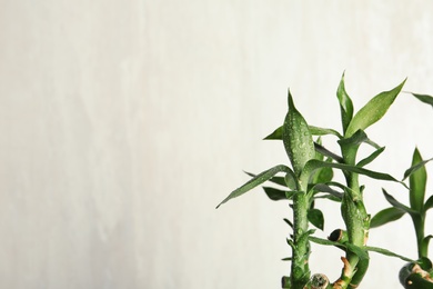 Photo of Green bamboo plant with leaves on light background. Space for text