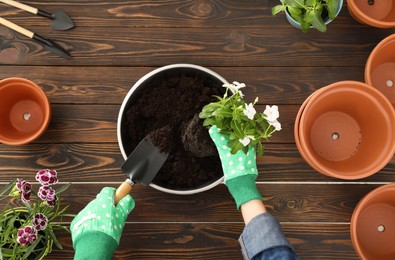 Photo of Transplanting. Woman with flowers, empty pots and gardening tools at wooden table, top view