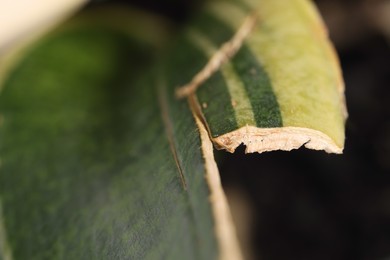 Photo of Potted houseplant with damaged leaves, closeup view