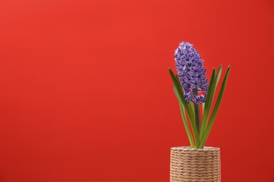 Photo of Beautiful hyacinth in wicker pot on color background, space for text. Spring flower