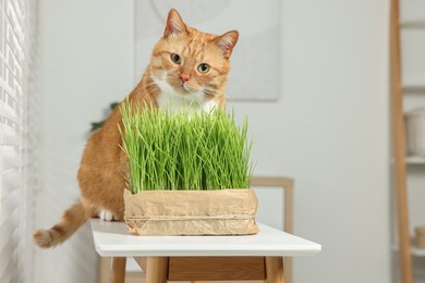 Photo of Cute ginger cat and potted green grass on white table indoors, space for text