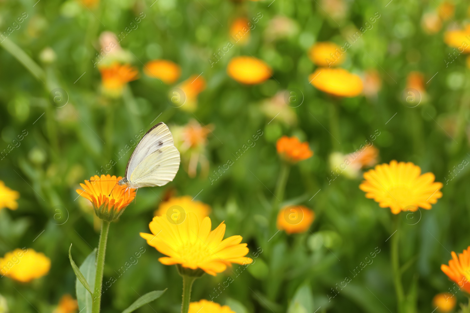 Beautiful white butterfly on calendula flower outdoors Photo of Beautiful white butterfly on calendula flower outdoors