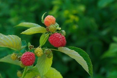 Photo of Beautiful raspberry branch with ripening berries in garden, closeup. Space for text