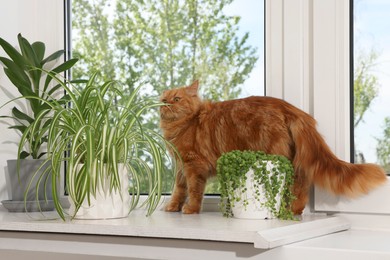 Photo of Adorable cat near green houseplants on windowsill at home