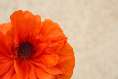 Photo of Beautiful bright red poppy flower on beige blurred background, closeup. Space for text