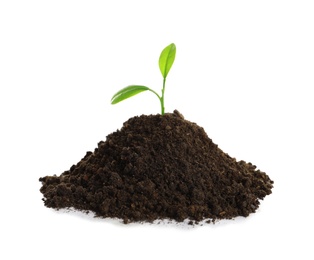Photo of Young plant and pile of fertile soil on white background. Gardening time