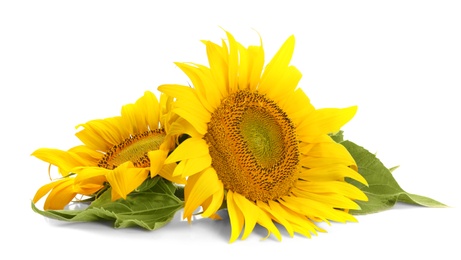 Photo of Beautiful sunflowers with leaves on white background