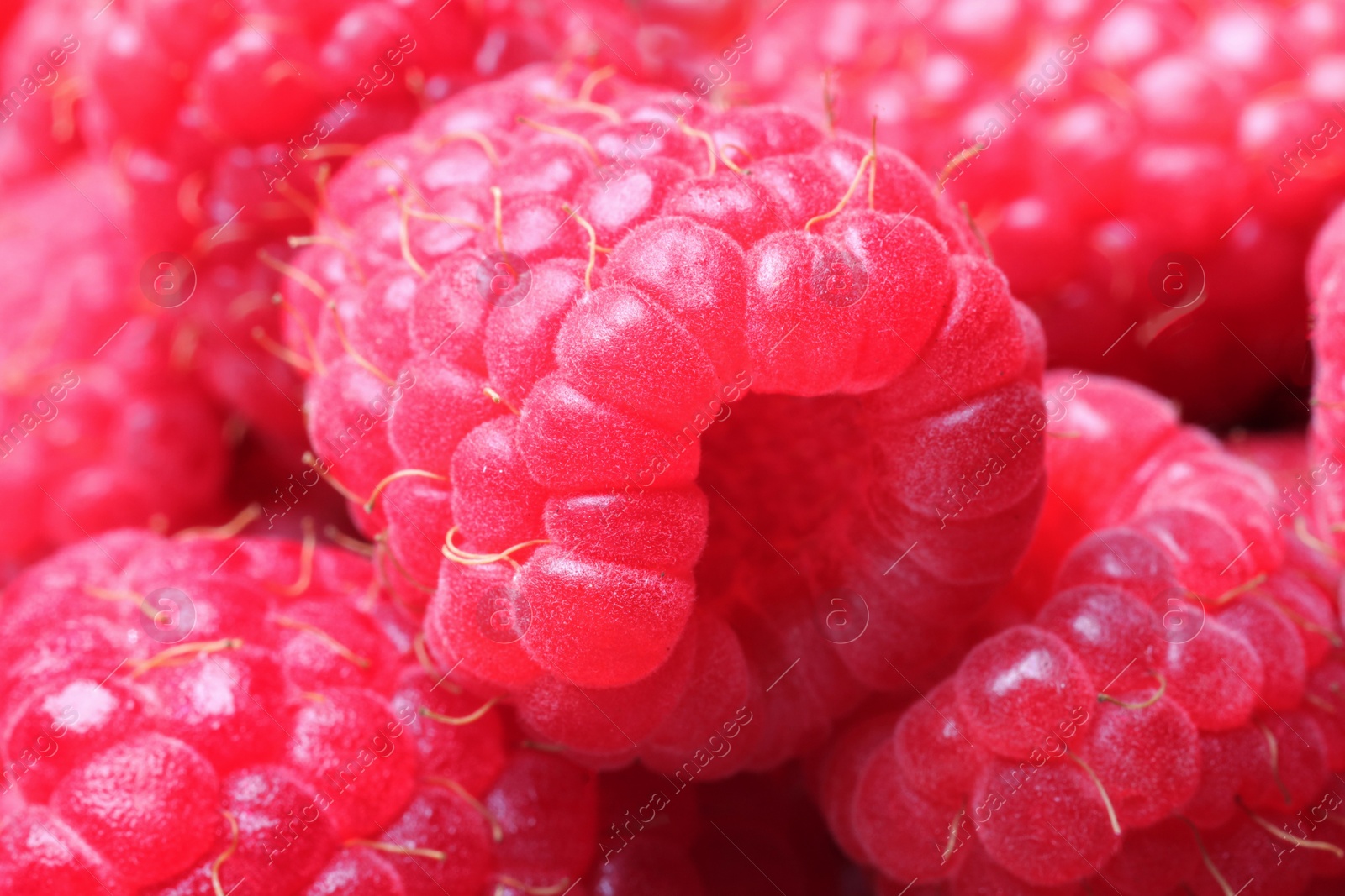 Photo of Many fresh ripe raspberries as background, closeup