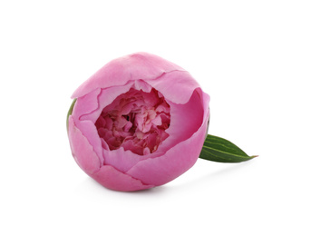 Photo of Beautiful pink peony flower isolated on white