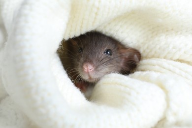 Photo of Cute small rat wrapped in white knitted plaid, closeup