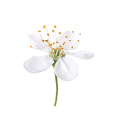 Photo of One beautiful spring blossom isolated on white
