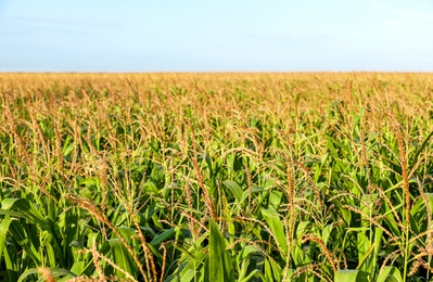 Photo of Beautiful view of corn field on sunny day
