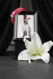 Photo of Frame with picture of dog, collar, burning candles and lily flower on grey table. Pet funeral