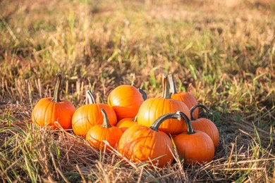 Photo of Many ripe orange pumpkins in field, space for text