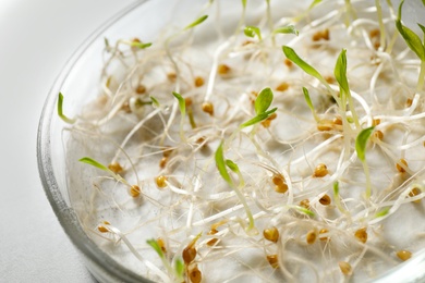 Photo of Germination and energy analysis of mustard seeds in Petri dish on table, closeup. Laboratory research