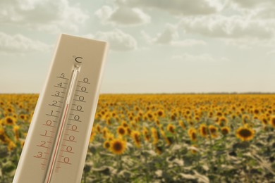 Image of Thermometer in sunflower field showing temperature, summer weather