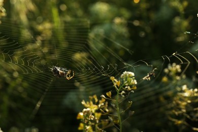 Spider spinning cobweb in meadow on sunny day