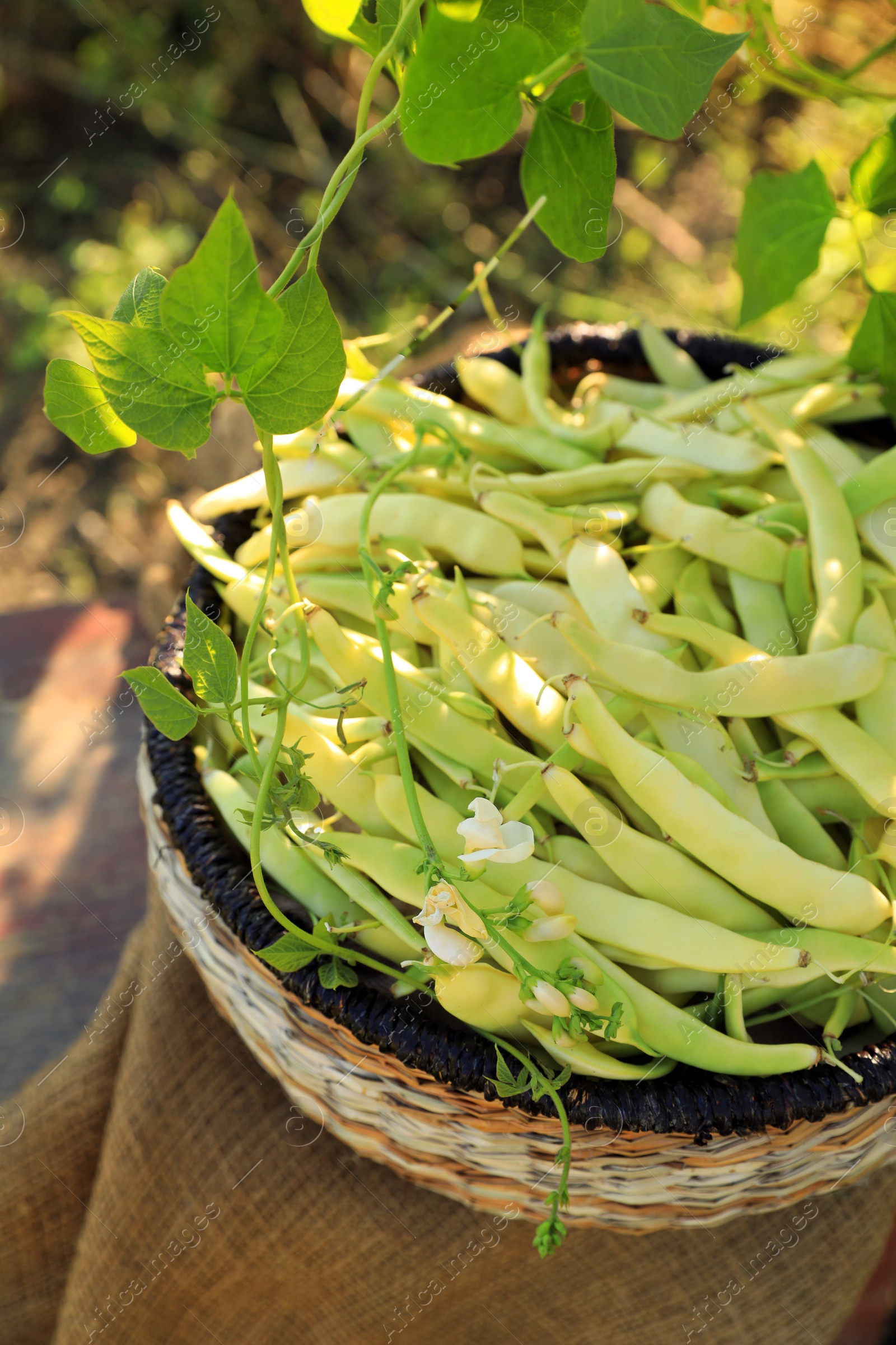 Photo of Wicker basket with fresh green beans on stool in garden