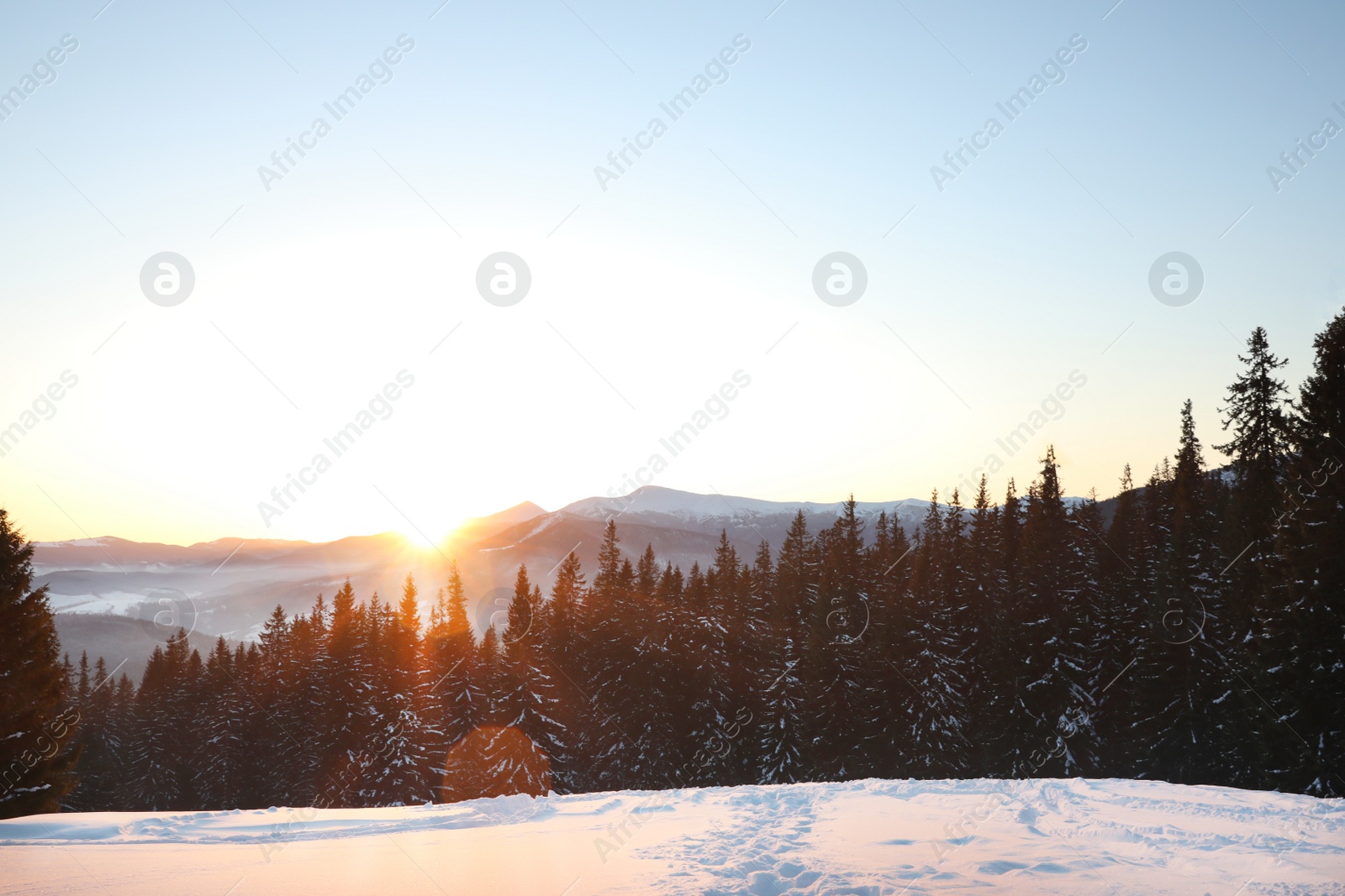 Photo of Picturesque view of conifer forest covered with snow at sunset