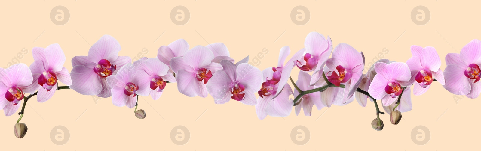 Image of Branch of beautiful orchid on beige background. Banner design