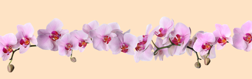 Image of Branch of beautiful orchid on beige background. Banner design