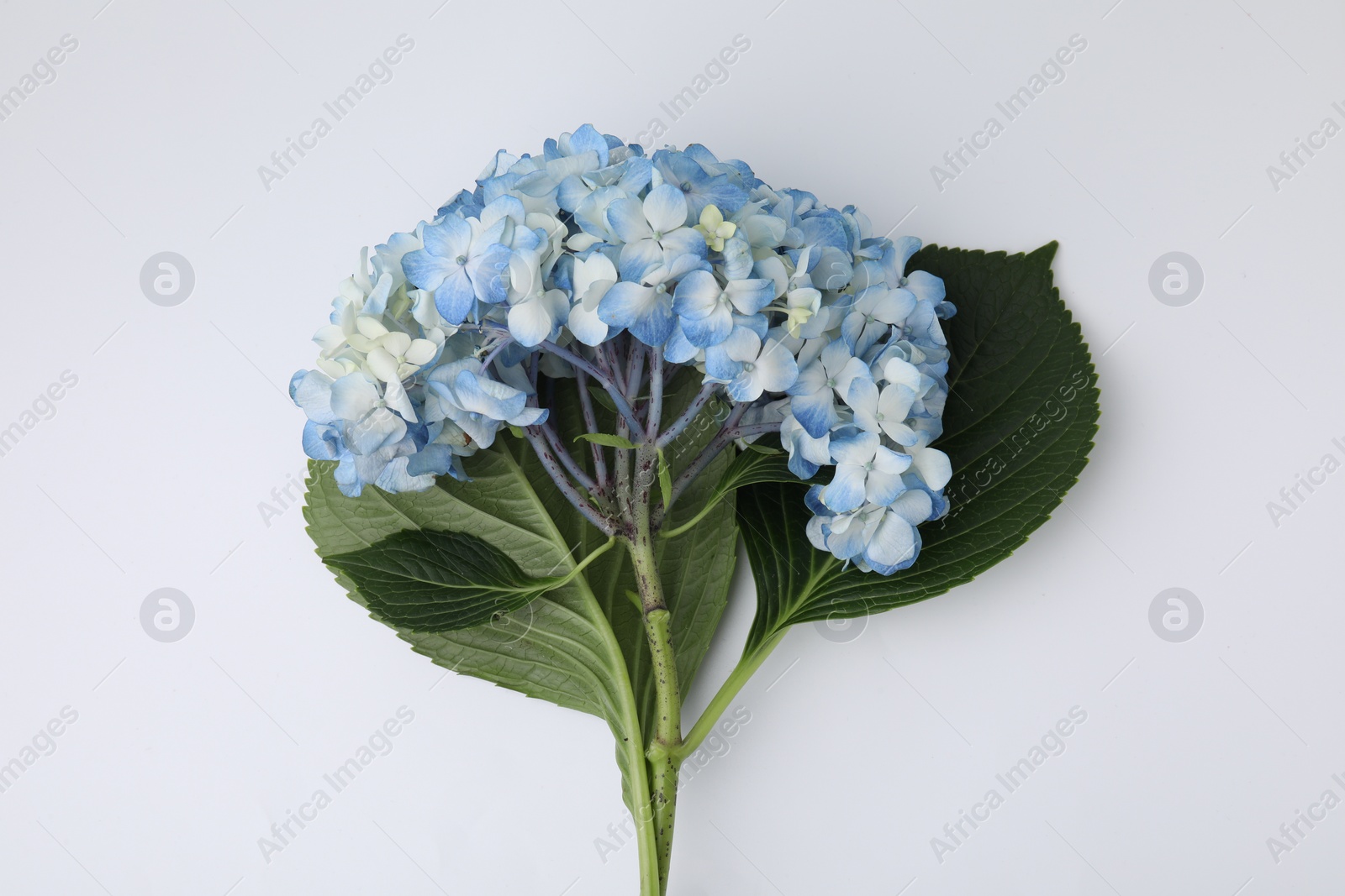 Photo of Beautiful light blue hydrangea flower on white background, top view