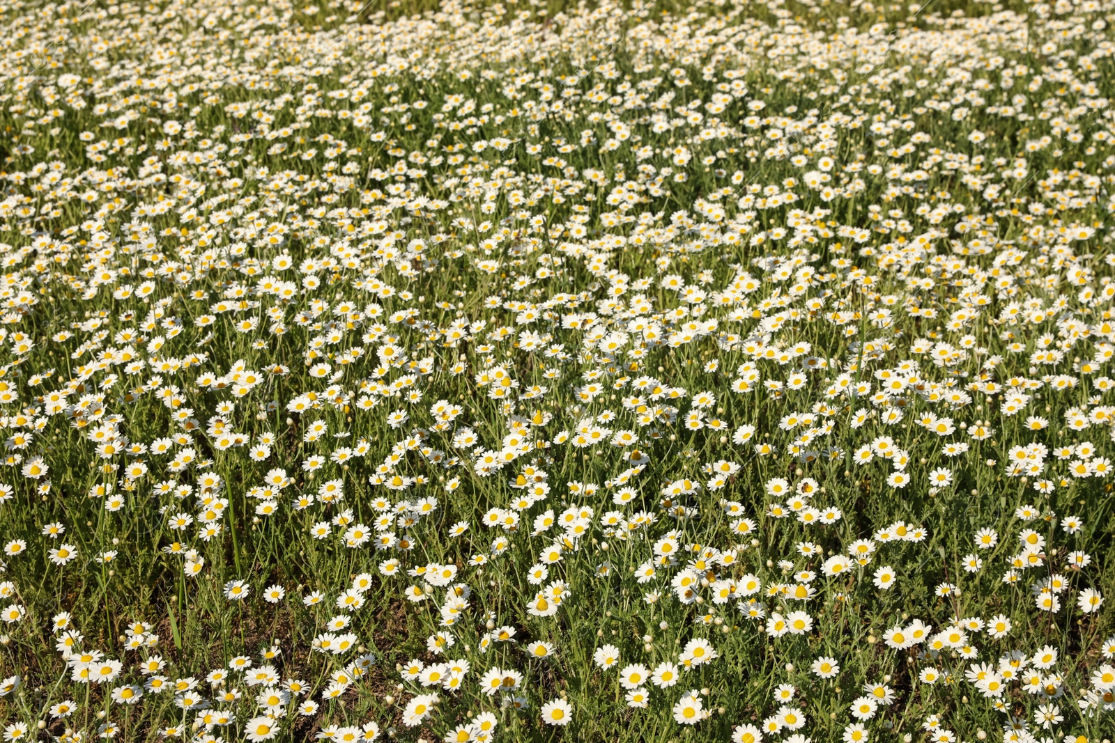 Photo of Beautiful chamomile field on sunny spring day