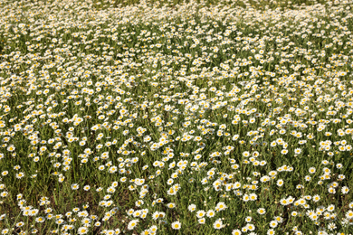 Photo of Beautiful chamomile field on sunny spring day