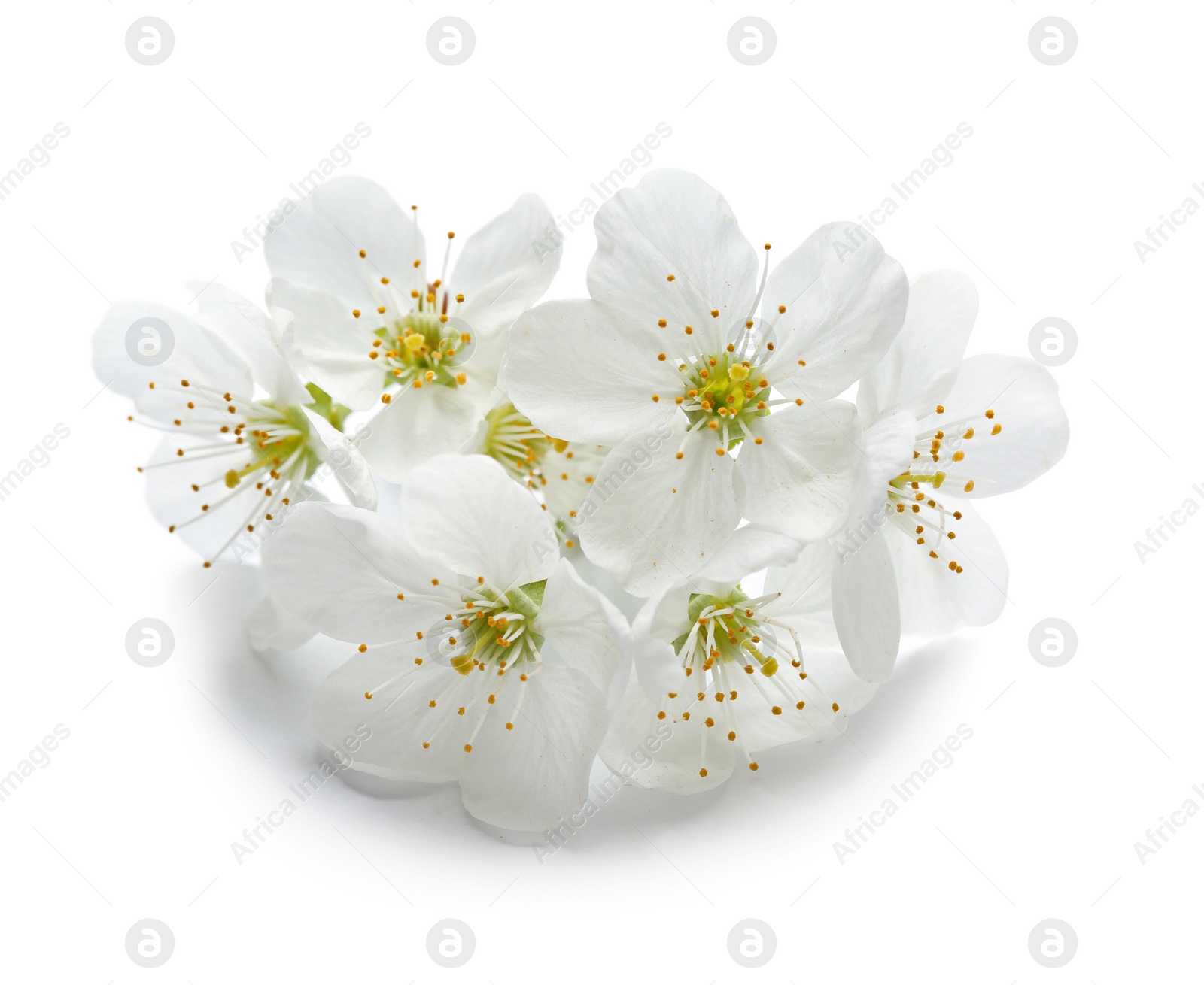 Photo of Beautiful blossoming flowers on white background