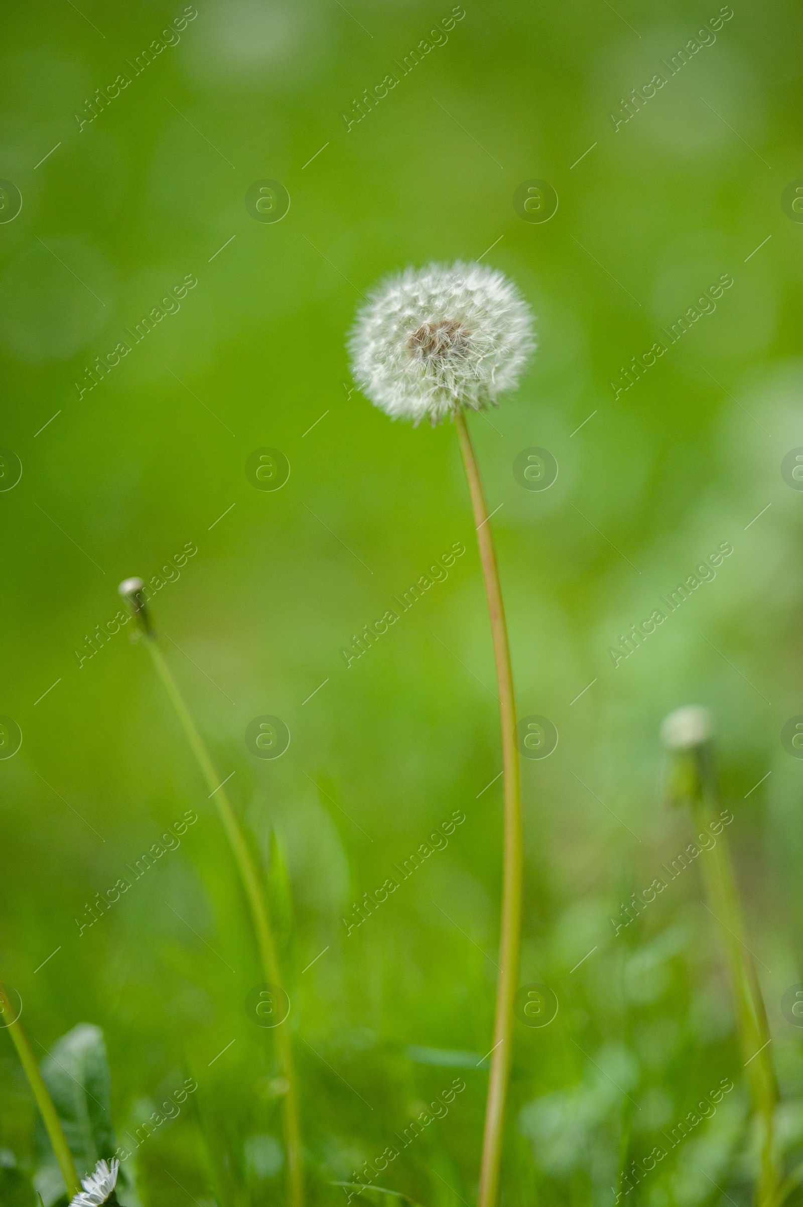 Photo of Beautiful dandelion in green grass outdoors, closeup view