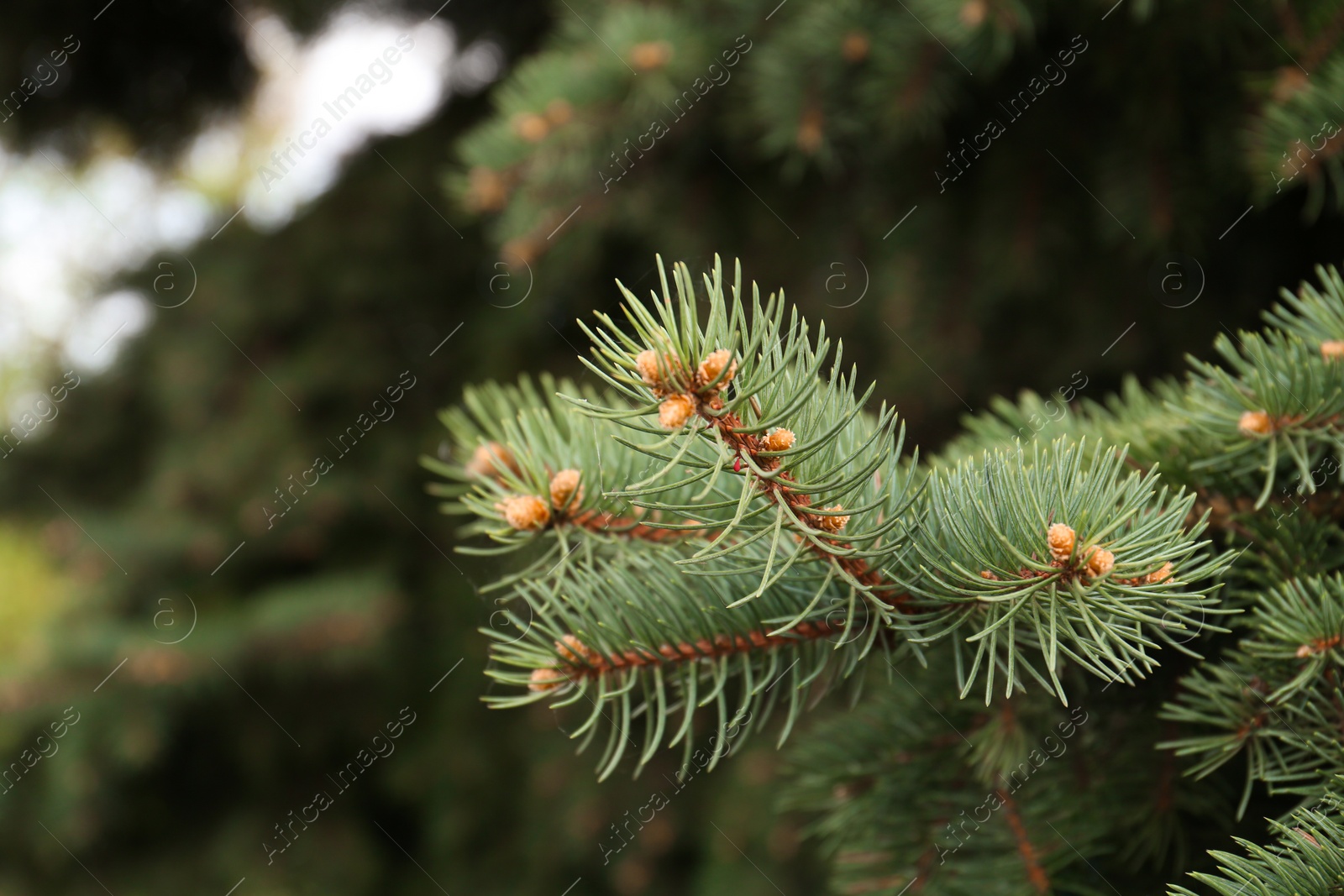 Photo of Beautiful branch of coniferous tree, closeup view