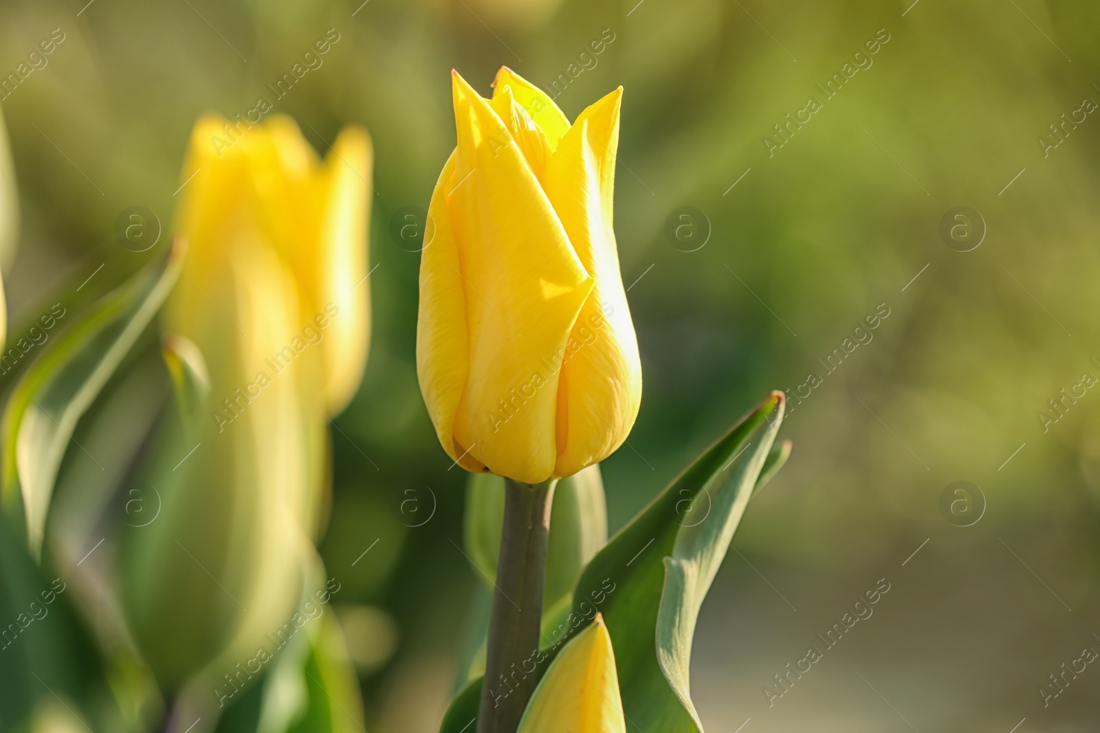 Photo of Field with fresh beautiful tulips, selective focus. Blooming flowers