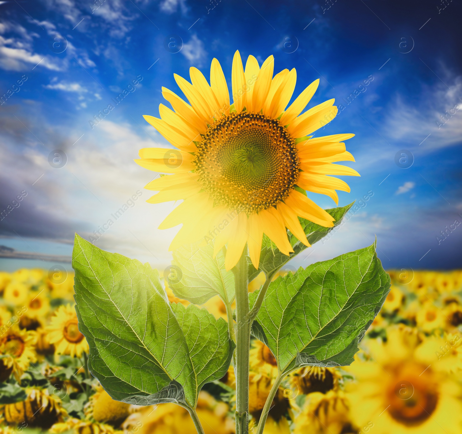 Image of Beautiful sunflower in field under blue sky 