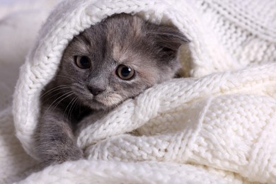 Photo of Cute fluffy kitten in white knitted blanket