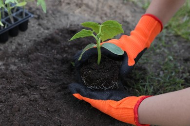 Photo of Woman wearing gardening gloves planting seedling in ground outdoors, closeup