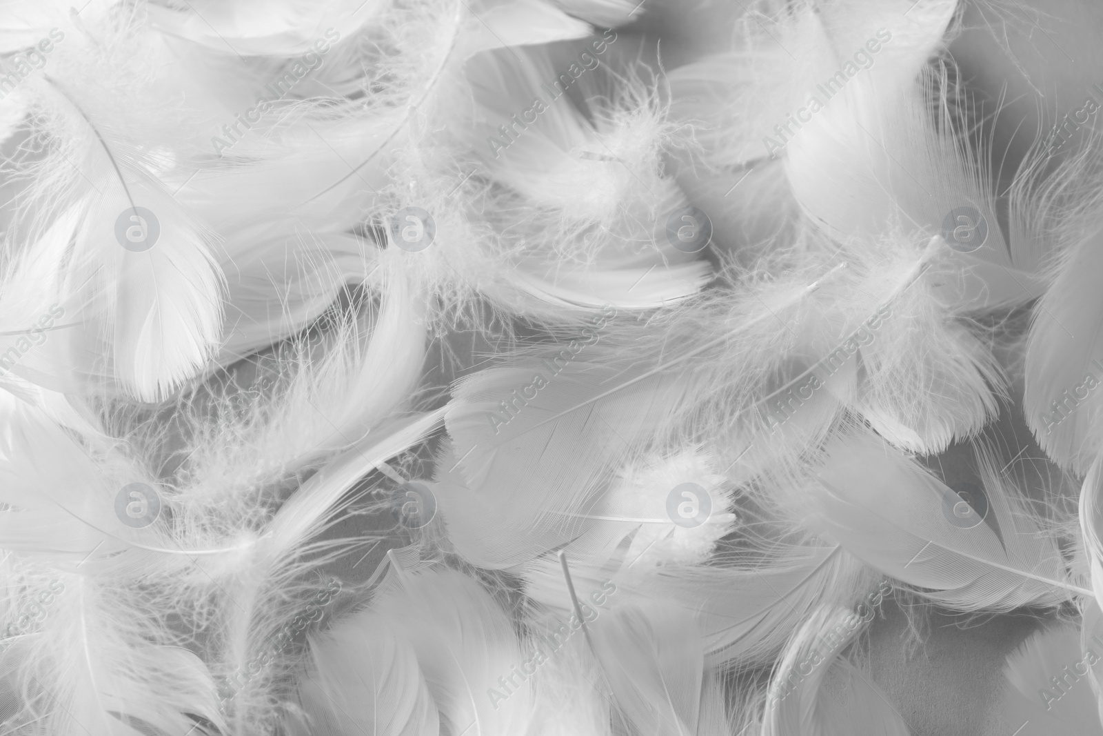 Photo of Fluffy white feathers as background, top view