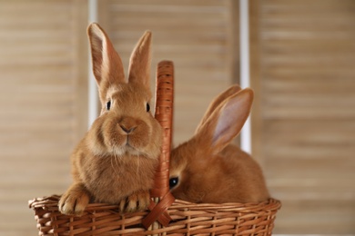 Photo of Cute bunnies in wicker basket on blurred background. Easter celebration